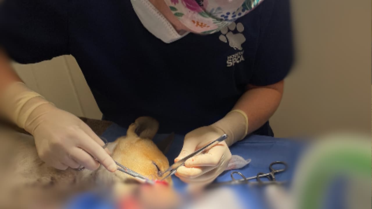 Una veterinaria de SPCA operó al cachorro durante tres horas por la inflamación y una herida profunda en la que se le veía el hueso.