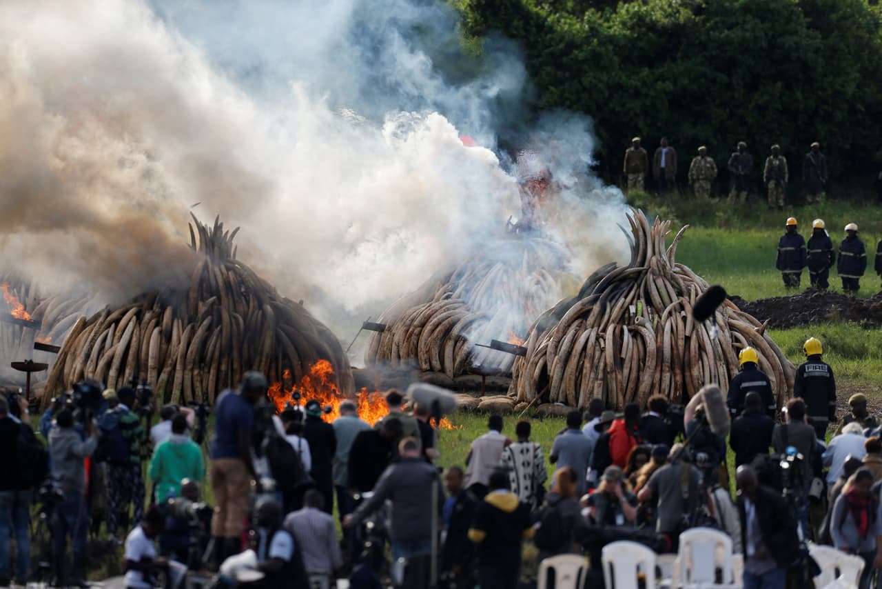 La quema del centenar de toneladas de marfil que estaban en manos de contrabandistas. Foto de Thomas Mukoya para Reuters.