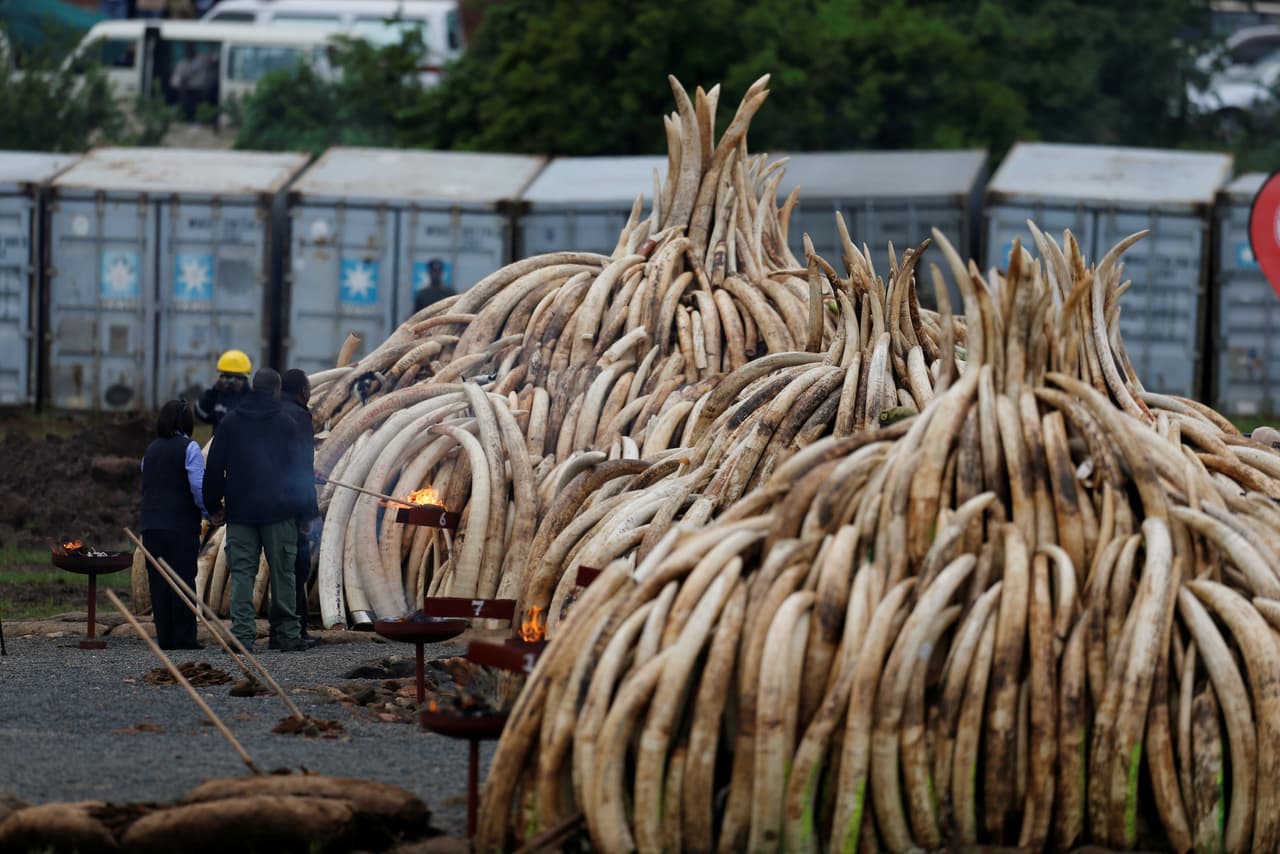 El presidente de Kenia, Uhuru Kenyatta, enciende parte de los cuernos confiscados. Foto de Thomas Mukoya para Reuters.