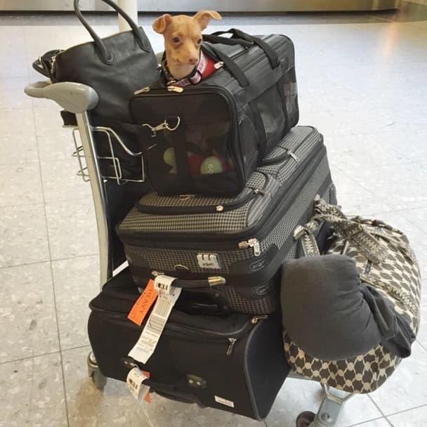 Y si el viaje es en avión, las maletas para mascota son imprescindibles. ¿Ya tienes una?