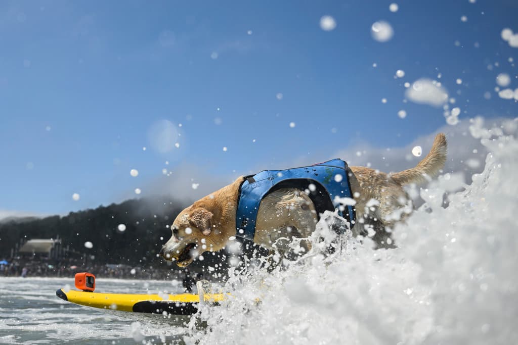 "Charlie Surfs Up" tomó la ola, se posicionó en la tabla y con entrega completó el reto.