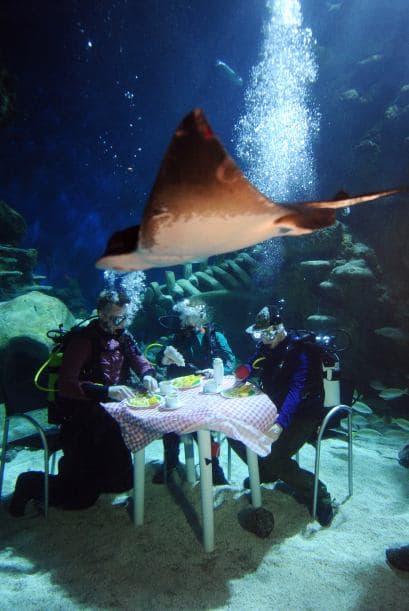 El pescado es uno de los alimentos más completos y saludables para incluirlos en la dieta, es rico en vitaminas y proteínas.