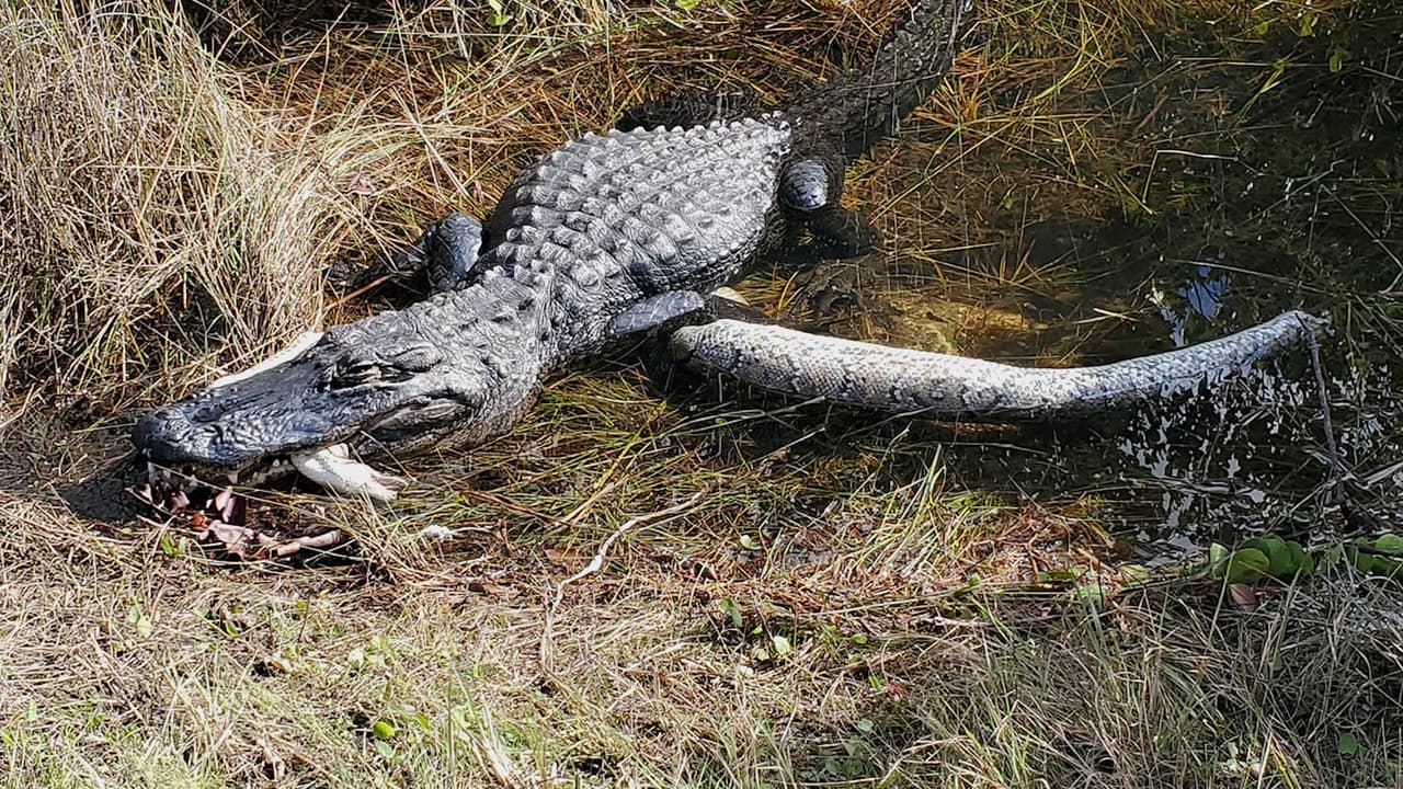 Tommie Taylor fue quien presenció el momento cuando un caimán devora una pitón en Shark Valley, en los Everglades.