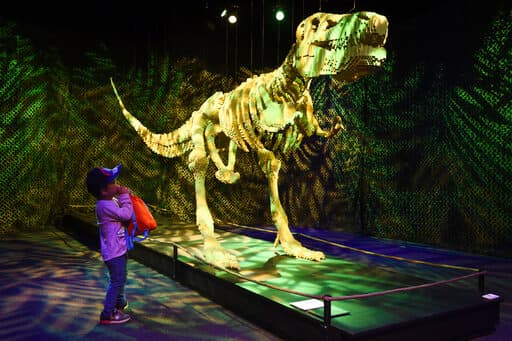 Además de las réplicas de arte, te vas a encontrar con el esqueleto de un Tyrannosaurus Rex de 20 pies.
<br>