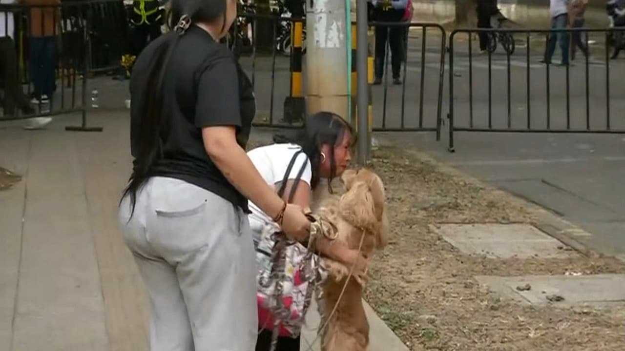 Más de 1,800 animales quedan damnificados por terremoto en Colombia: ¿Cuál es la situación de perros y gatos en el país?