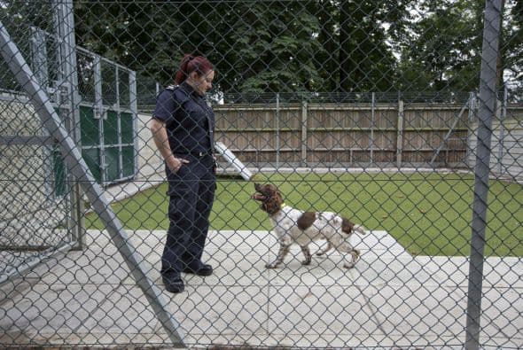 La mayor parte del trabajo la han hecho los perros que trabajan en el aeropuerto, pues es donde más se filtran la sustancias ilegales, que usan para el narcotráfico.