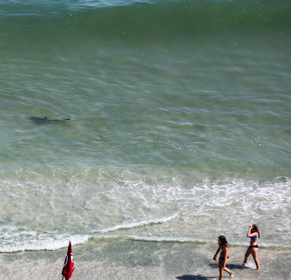 Fotos virales de tiburones nadando cerca de bañistas en las Carolinas