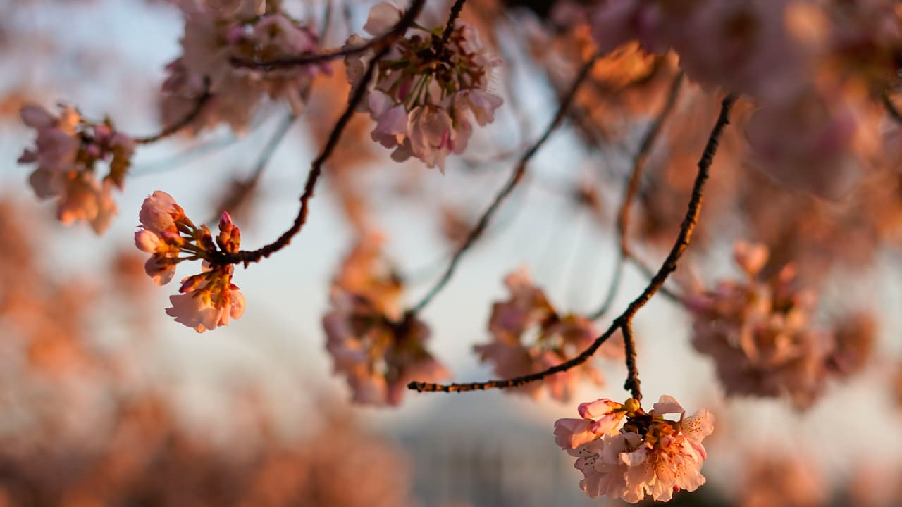 El transporte público de Washington DC ofrece tarifas preferenciales los fines de semana para visitar este espectáculo de la naturaleza. La estación Smithsonian es la más cercana al Tidal Basin.