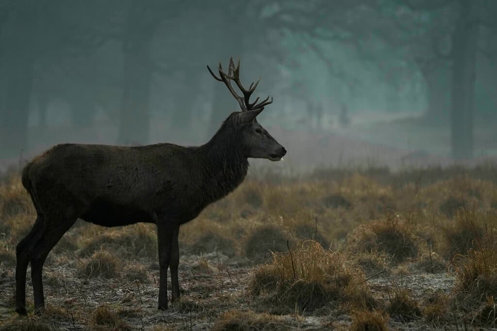 Venados de NYC contagiados con ómicron