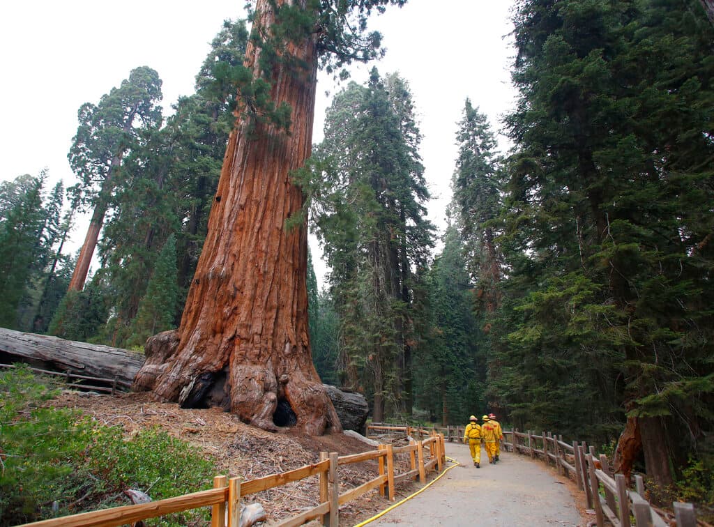 En esta imagen de archivo de 2015 se aprecia una parte de una secuoya gigante del Parque Nacional de Kings Canyon. Estos árboles, muchos milenarios, viven en el flanco occidental de la Sierra Nevada y están adaptados al fuego, lo que puede ayudarlos a prosperar liberando semillas de sus conos y creando claros que permiten que crezcan las secuoyas jóvenes.