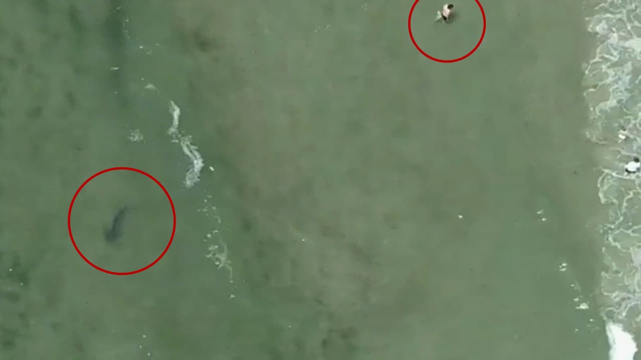 Tiburones cerca de bañistas y surfistas en costas de EEUU: Así trabaja la policía en NY para detectarlos