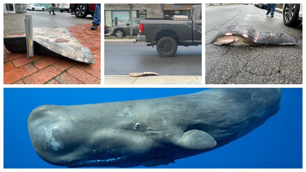 Aparecen restos de una ballena cachalote en calles de Queens. Sus fotos se hacen virales