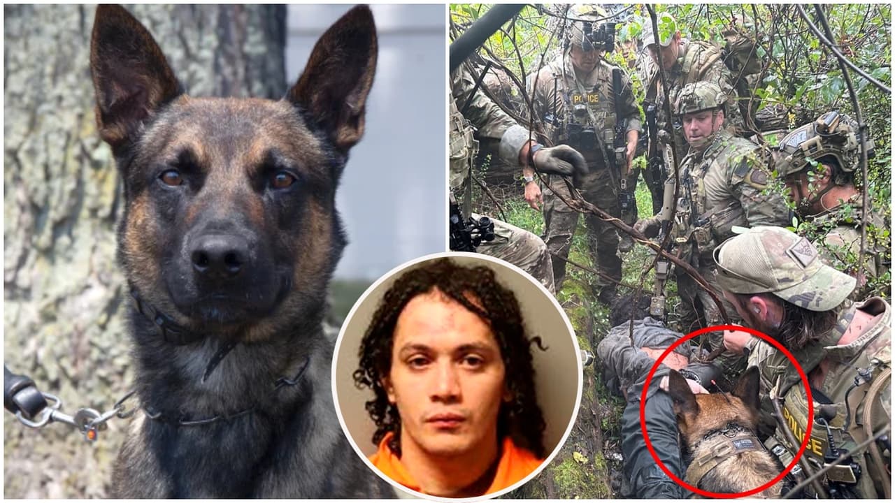 K-9 Yoda: El canino que puso fin a la caza del fugitivo en Pensilvania