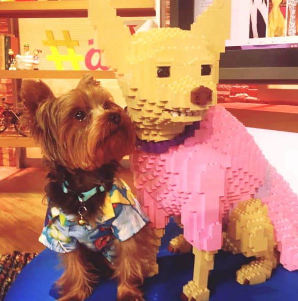 Se trata de Tobi, la mascota de William Valdes, que nos acompañará ahora que Honey Berry se ha jubilado.