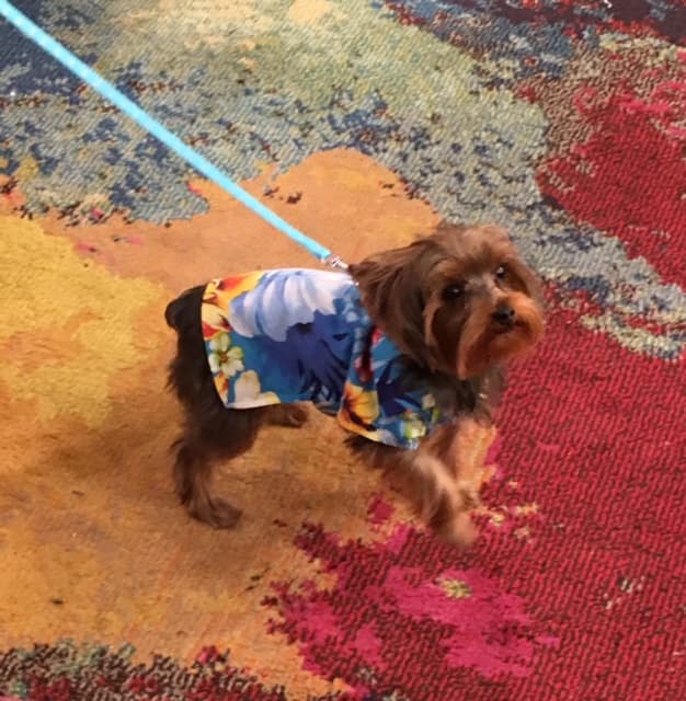 Tobi llegó listo para conocer a sus nuevos amigos.