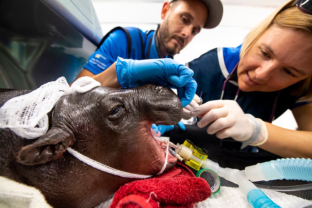 La Dra. Gaby Flacke y el Dr. Jimmy Johnson continúan colocando lo necesario en el cuerpo del hipopótamo para realizarle una tomografía computarizada.