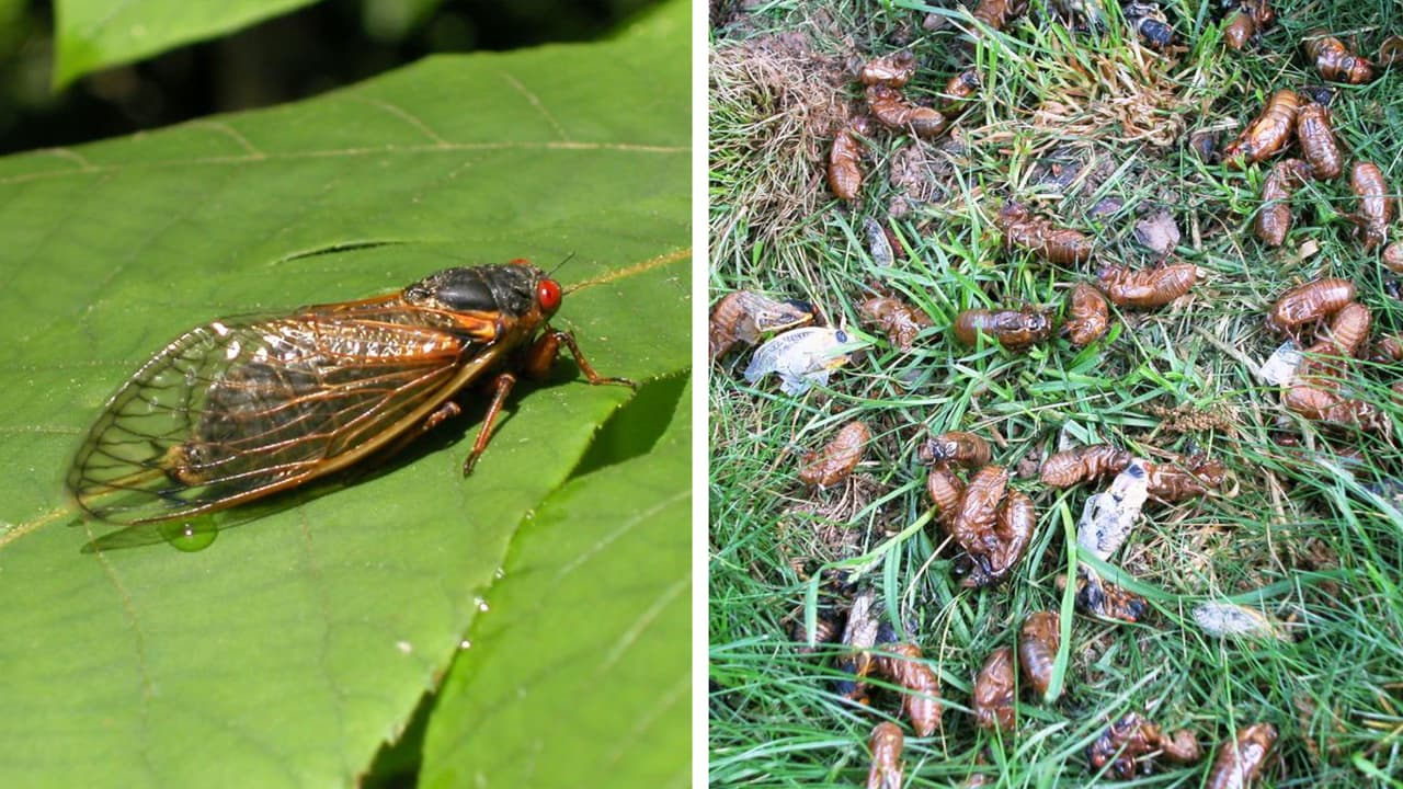 A partir de finales de abril y principios de mayo. En Georgia, se espera que la cría emerja en solo 
<a href="https://www.cicadamania.com/cicadas/periodical-cicada-brood-x-10-will-emerge-in-15-states-in-2021/" target="_blank">un puñado de condados del norte,</a> incluidos los condados de Union, White y Gilmer, según el sitio web Cicada Mania.