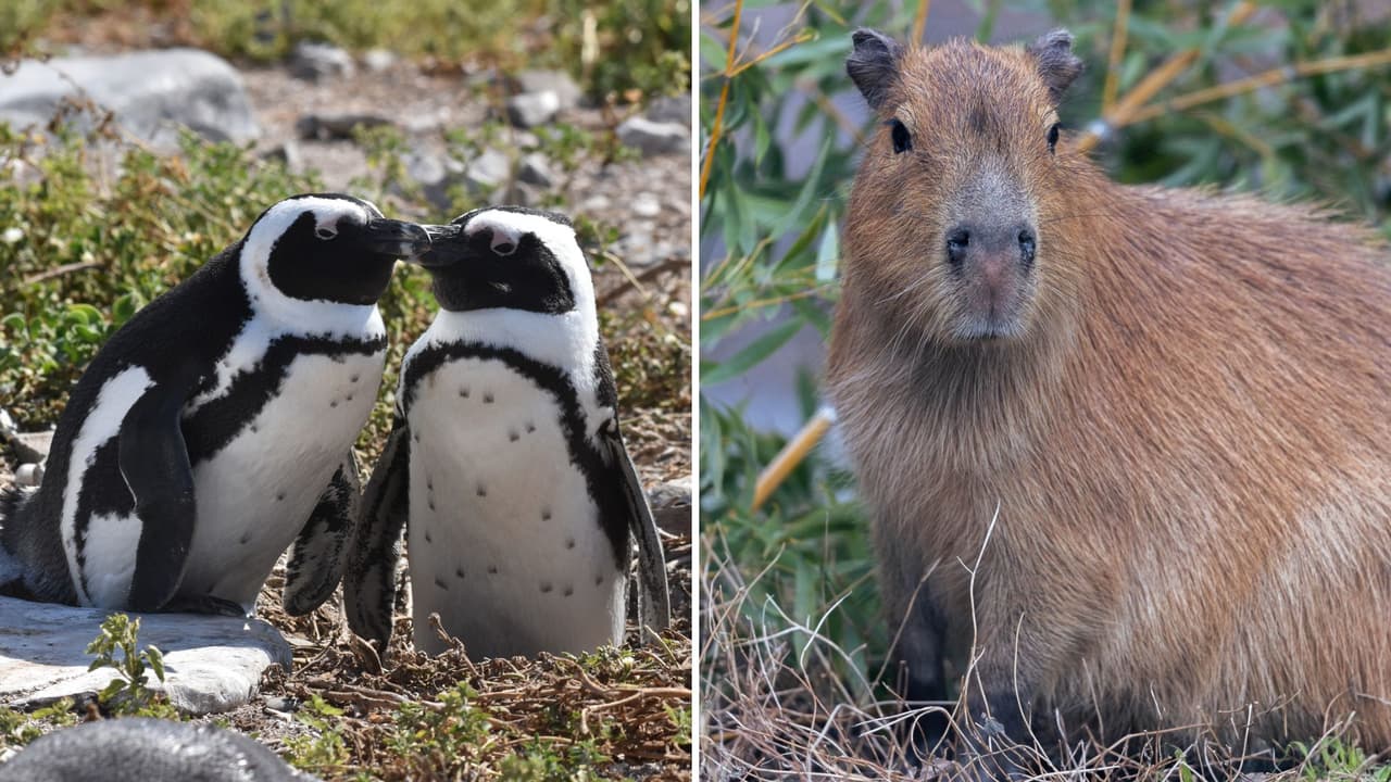 <h3 class="cms-H3-H3">Cómo comprarlo y usarlo</h3> Puedes añadir el Wild Pass 
<b>al comprar tus boletos en línea, adquirirlo en la entrada del zoológico, o comprarlo durante el recorrido en alguna de las atracciones incluidas</b>. Al llegar, recibirás una pulsera que funciona como llave: 
<b>solo la muestras y listo, cada atracción te abrirá paso</b>. 
<br>Importante: 
<b>la entrada general y el estacionamiento no están incluidos en el Wild Pass.</b>