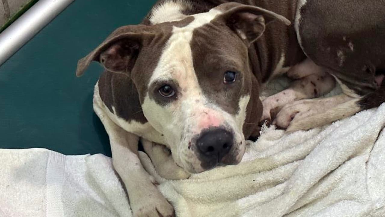 Dallas Animal Services anima 
<b>a todas las personas a considerar la adopción como su primera opción</b>. Sabemos que cada familia busca algo diferente en una mascota, por eso DAS ofrece no solo opciones, sino también orientación para tomar la mejor decisión. Blue tiene aproximadamente cuatro años y 
<b>es un perrito feliz que busca lo mismo que todos nosotros: un lugar al que pueda llamar su hogar.</b> Su ID es A1179867.