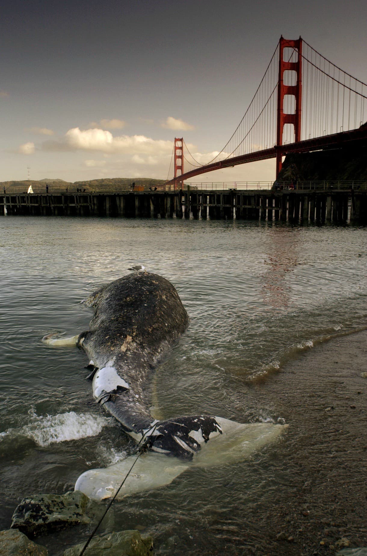 El Centro de Mamíferos Marinos djo que los resultados de las autopsias que le practican a las ballenas serán compartidos con los legisladores de California, ya que estos datos les ayudan a encontrar soluciones ambientales de largo plazo que puedan prevenir este tipo de incidentes.