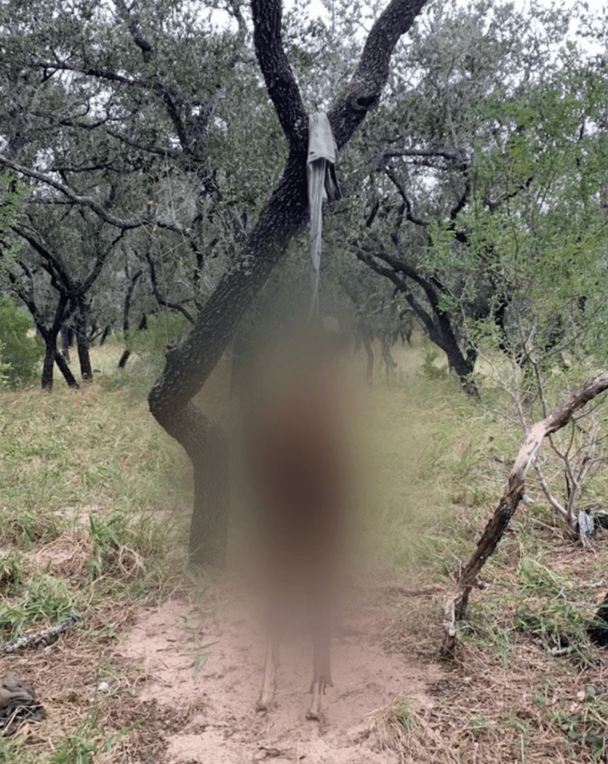 El cuerpo de un inmigrante apareció colgado en un árbol del condado Brooks en Texas.