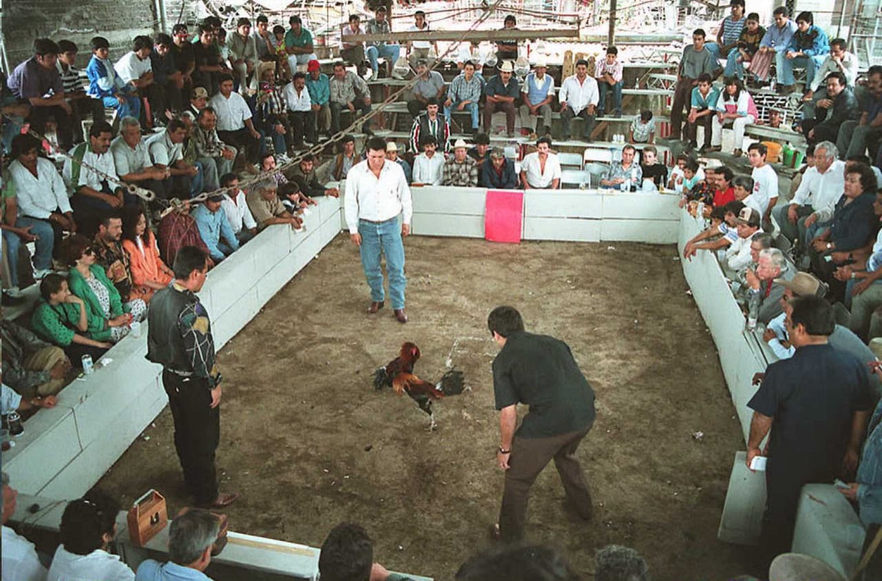Las peleas de gallos son especialmente populares en los estados occidentales de México. Imagen de archivo de una pelea de gallos.