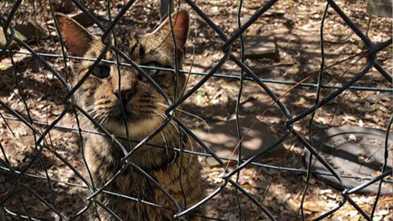 Hasta el momento no se han levantado cargos.