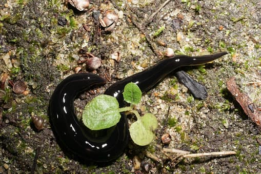 Por esto, el
<b>Instituto de Especies Invasoras de Texas pide que no se toque con las manos</b>.
<br>
<br>"Por favor no los recoja con sus propias manos. Use guantes, un palo o pinzas desechables", lee el documento de información de la agencia.