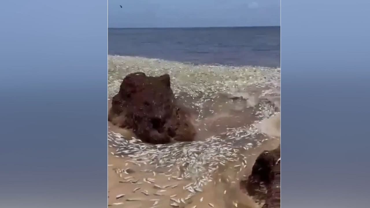 Alarma ambiental en el Caribe mexicano: Hallan varios peces muertos en una playa, ¿tiene que ver con el sargazo?