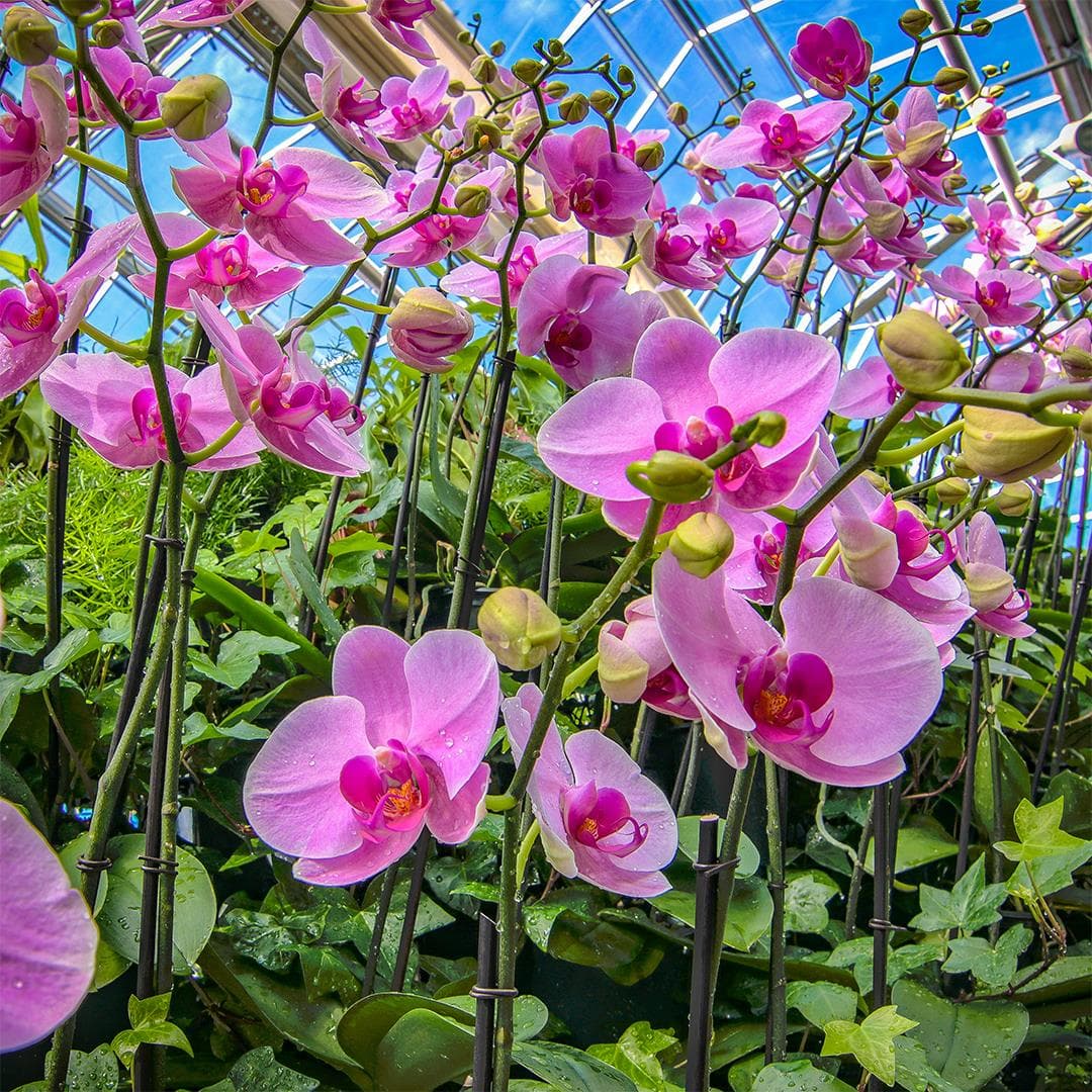 <b><a href="https://atlantabg.org/plan-your-visit/atlanta-garden-calendar/orchid-daze/" target="_blank">Orchid Daze at Atlanta Botanical Garden (12 de febrero al 10 de abril)</a></b>: Orchid Daze, la exhibición anual de plantas de interior del Jardín Botánico, explora la interacción creativa entre flores vibrantes y esculturas de Kristine Mays.