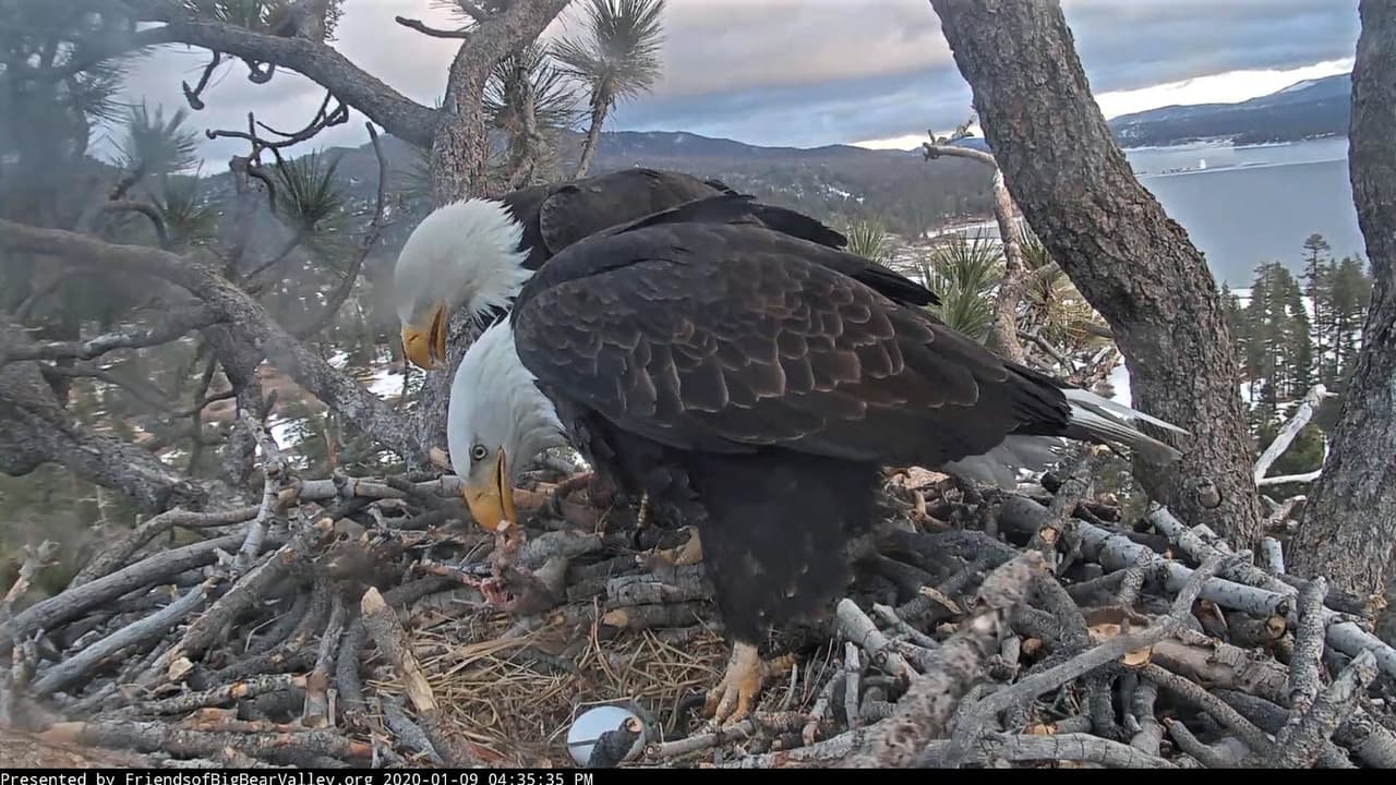 ¡La familia crece! y así lo demuestra el primer huevo que puso Jackie el 8 de enero.