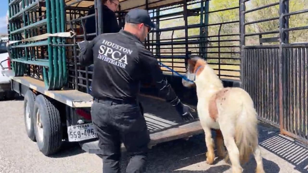 Se encontraron dos caballos y un pony visiblemente heridos.