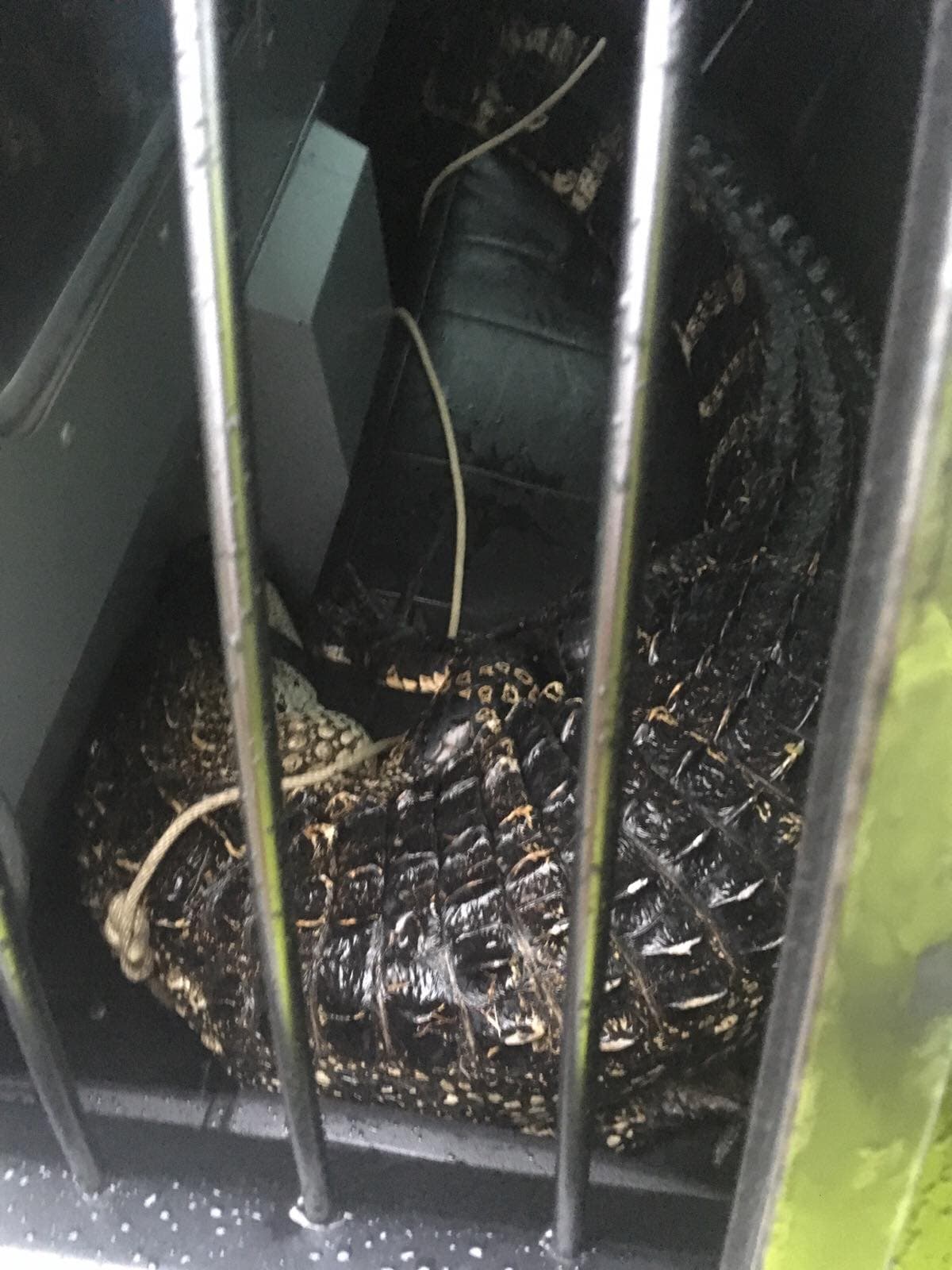 Finalmente lograron llevarse al animal y nadie resultó herido.