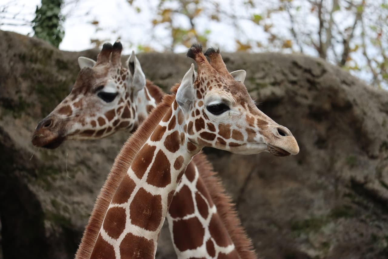 Catalogado como Vulnerable por la Unión Internacional para la Conservación de la Naturaleza (UICN), y los científicos estiman que hay menos de 100,000 sobrevivientes en la naturaleza, las jirafas se ven afectadas por la caza furtiva y la destrucción del hábitat, y las poblaciones disminuyeron más del 40% en las últimas tres décadas.
<br>