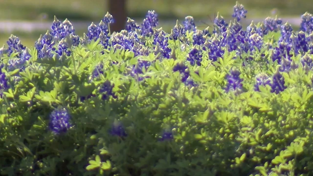 “Con las lluvias los texanos verán crecer estas flores al lado de las autopistas”, indica el precinto 1 de la oficina del sheriff del condado Harris.