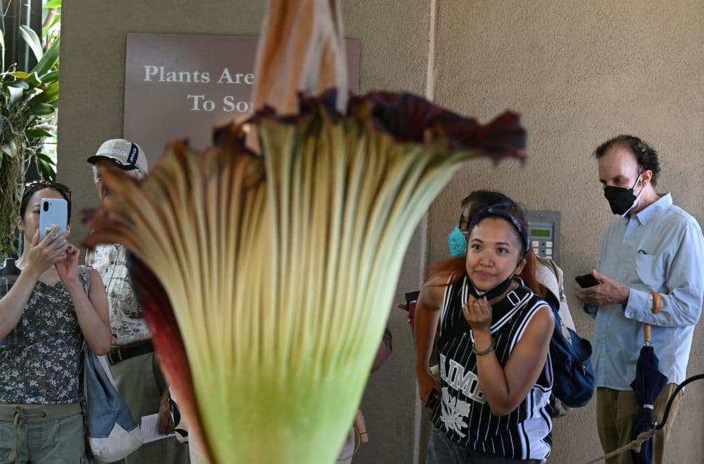 Antes de irse, se retiró la mascarilla y capturó la esencia de la flor cadáver.