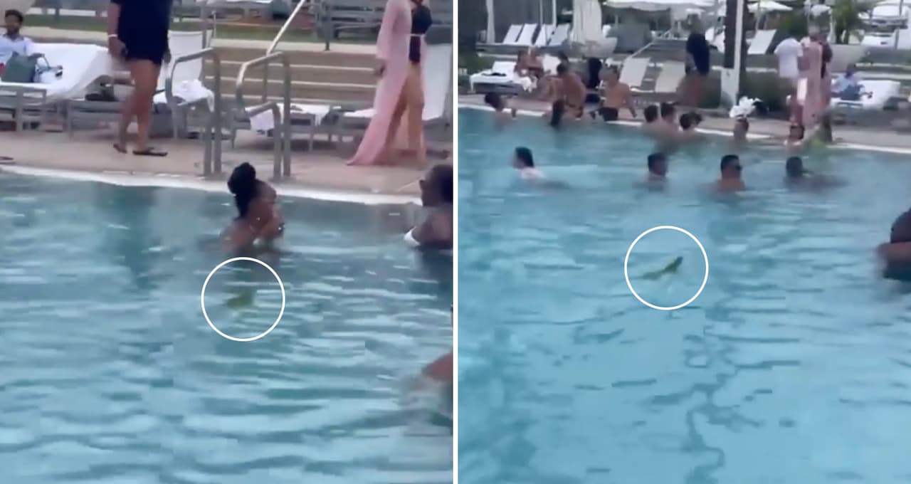 Iguana se da un chapuzón en una piscina de Miami y así reaccionan los bañistas; todo quedó en video