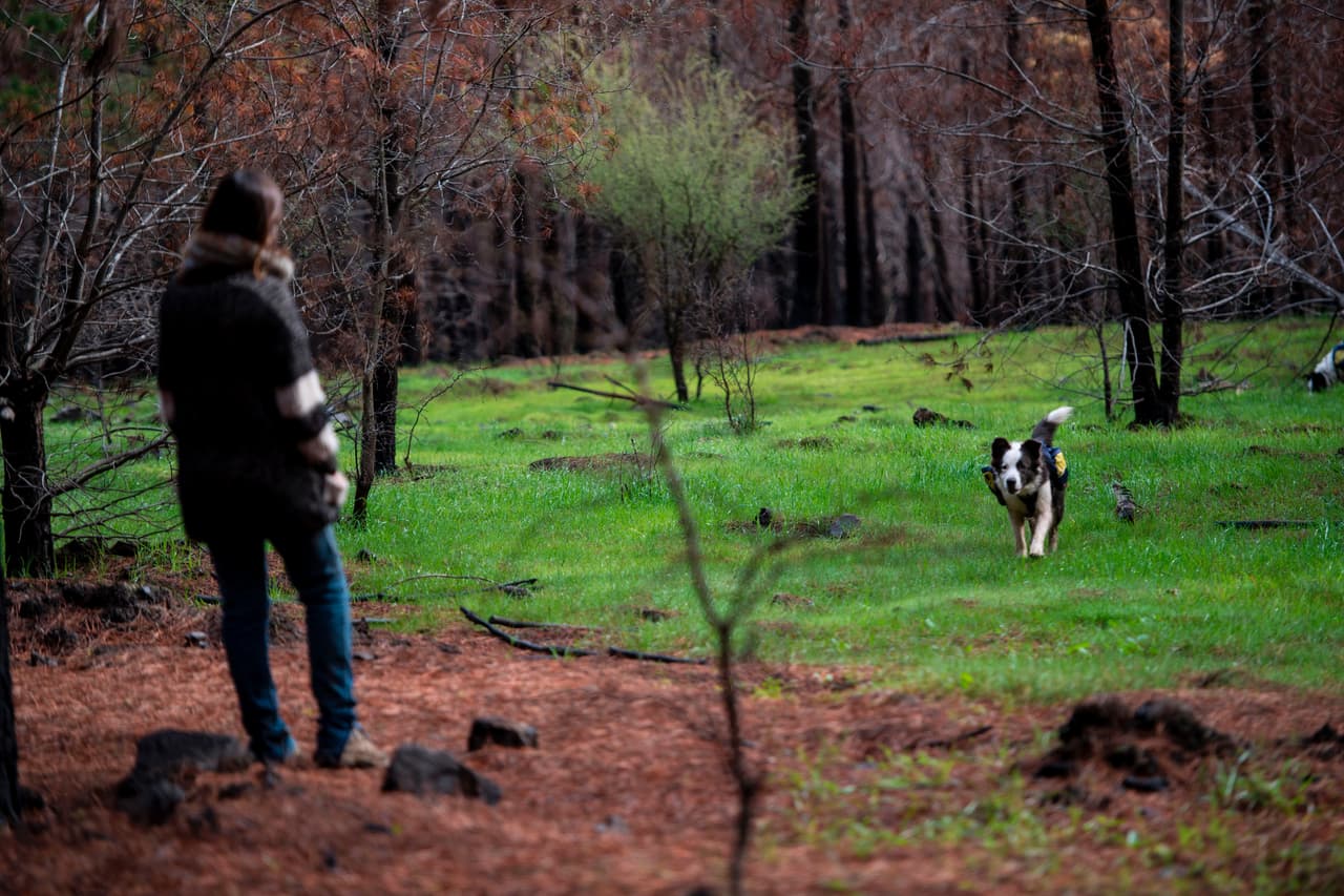 Torres ha entrenado a estos animales a obedecer sus indicaciones, así como a no hacerle daño a ningún animal salvaje que se encuentren en el camino.