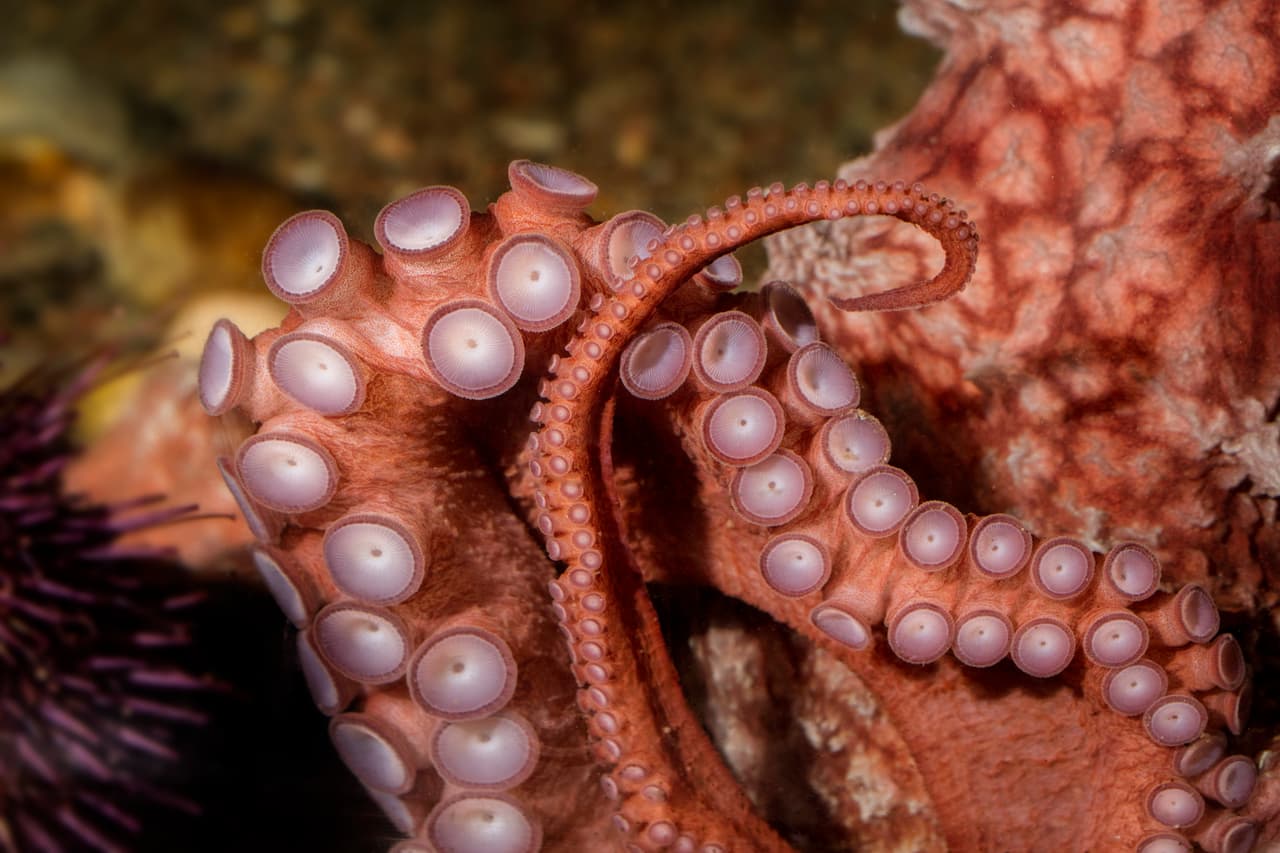 Rizzo, el pulpo gigante del pacífico. Rizzo se adapta al frío dependiendo de la temperatura del agua.