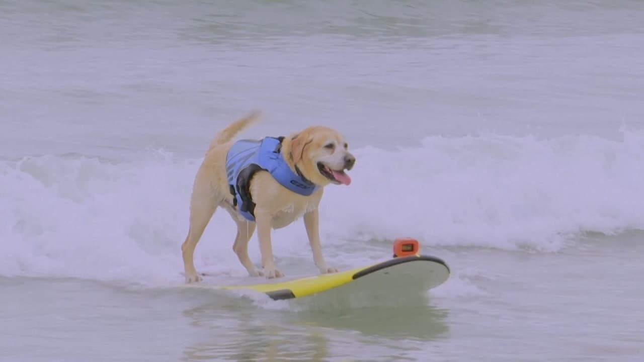El sábado se celebró el Campeonato Mundial de Surf de Perros en California. El evento atrajo a cientos de admiradores de los perros y decenas de animales compitieron en distintas categorías. 
<a href="https://www.univision.com/noticias" target="_blank">Sigue las últimas noticias en Univision</a>.