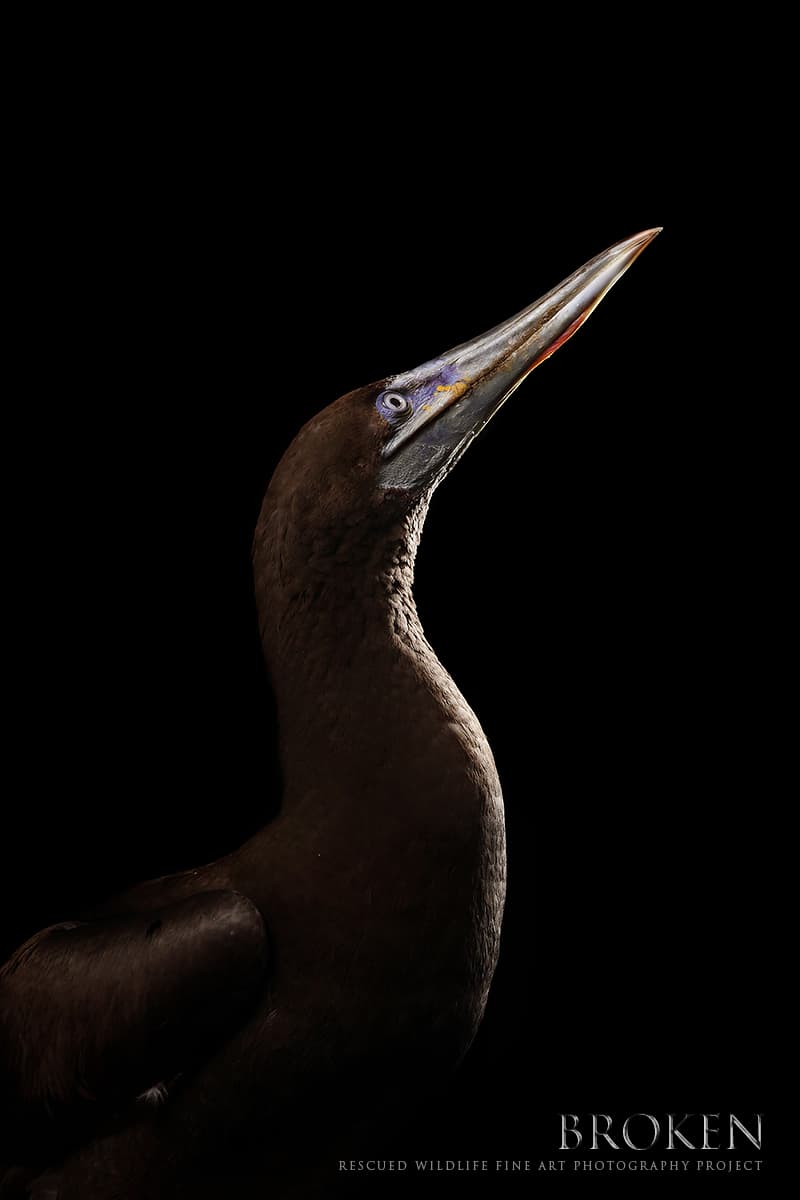 Este piquero encontrado desorientado en el mar por Pelican Harbor Seabird Station de Miami, Florida. Ya fue rehabilitado y liberado.
