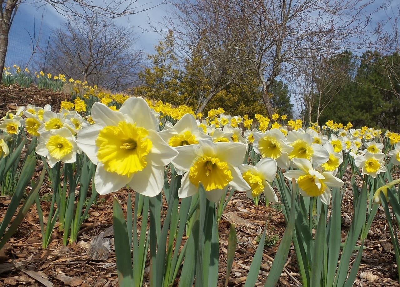 <b><a href="https://botgarden.uga.edu/">State Botanical Garden of Georgia</a></b>: El Jardín Botánico Estatal de Atenas es una reserva de 313 acres reservada por la Universidad de Georgia en 1968 para el estudio y el disfrute de las plantas y la naturaleza. Contiene una serie de colecciones y jardines temáticos especializados, más de cinco millas de senderos naturales y cuatro instalaciones principales, incluido un conservatorio tropical.