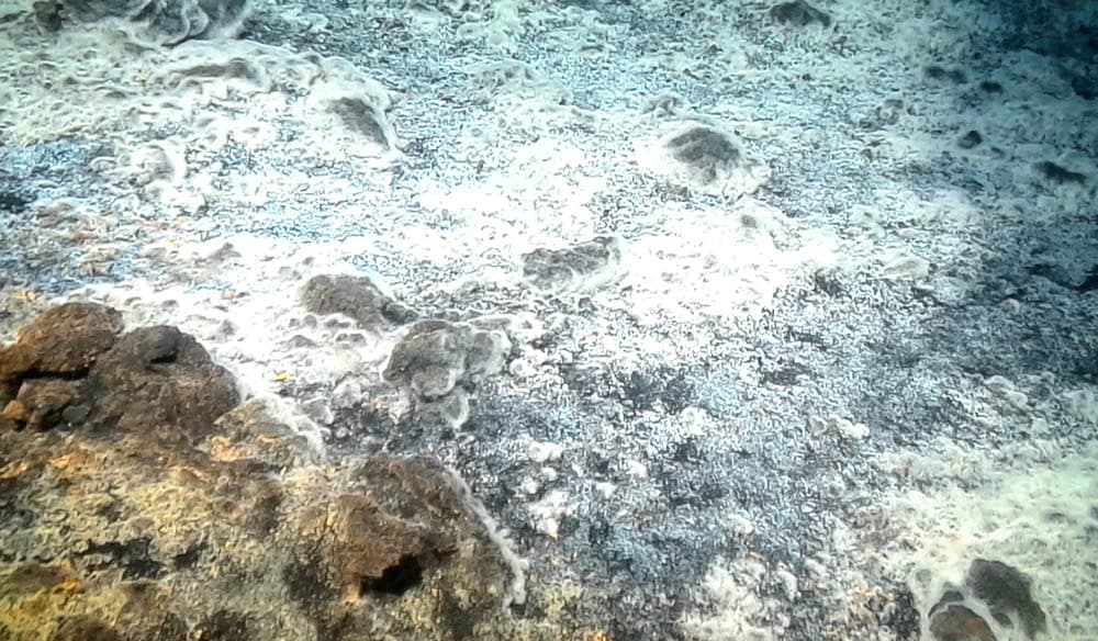 La población de bacterias formaron una capa blanca que parece una alfombra de cabellos y ocupan más de una milla cuadrada alrededor del cono volcánico.