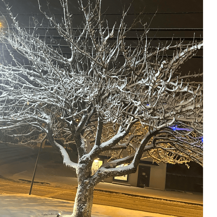 Josefina Martínez compartió este árbol nevado.