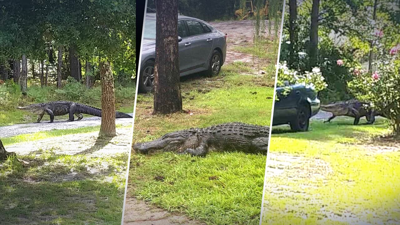 "Era tan enorme, parecía un dinosaurio": Familia aterrorizada por un caimán 