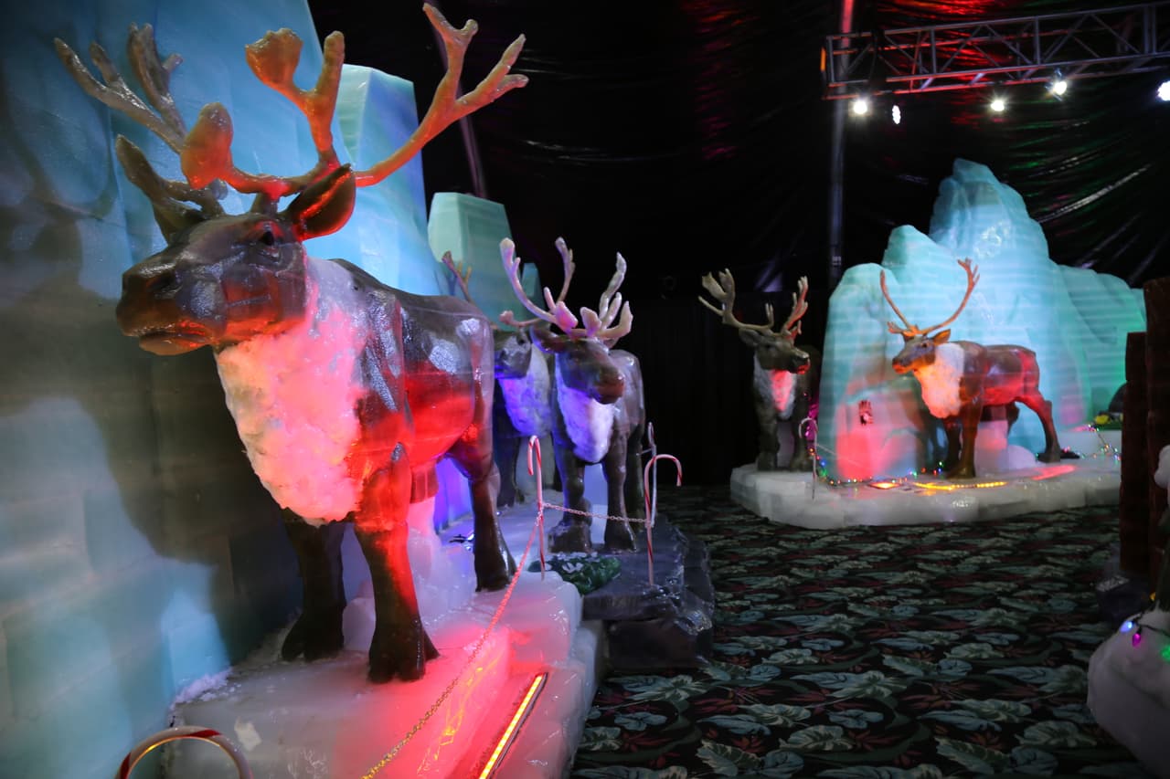 Los renos de la muestra fueron esculpidos en un tamaño real. Esta es un es una especie de mamífero que vive en el hemisferio norte, pero que también se ha adaptado a ciertas partes en la Antártida.