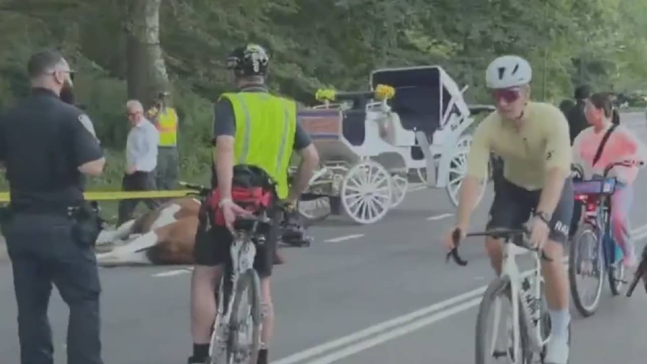 Revelan causa de muerte de caballo de carruaje en Central Park y reabre polémica