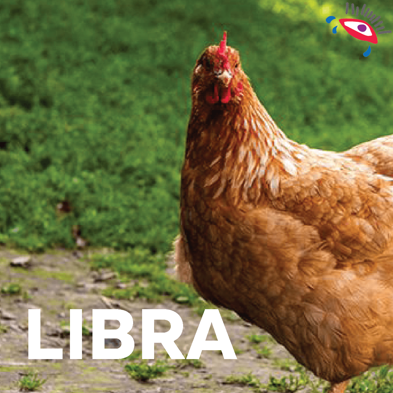 Si sigues huyendo de tus problemas y no los enfrentas es muy probable que reencarnes en una cobarde gallina, si cambias la actitud a una de ganador, definitivamente serás el rey de la selva, un león.