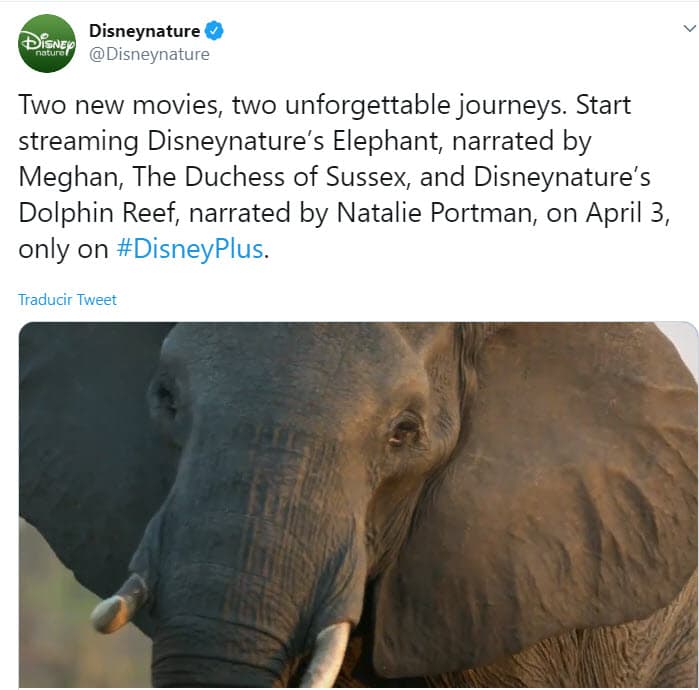 Lo anterior fue confirmado a través de la cuenta de Twiter de Disneynature. "Dos nuevas películas, dos viajes inolvidables. Disneynature comienza a transmitir 
<b><a href="https://twitter.com/Disneynature/status/1243191085645451264" target="_blank">'Elephant', narrado por Meghan</a></b>, duquesa de Sussex". 
<br>