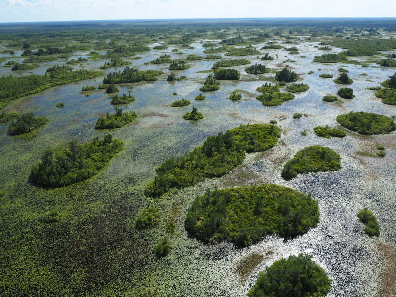<b>Okefenokee Swamp</b>: Ubicado en el Refugio Nacional de Vida Silvestre Okefenokee de 400,000 acres, el Okefenokee es el pantano de aguas negras más grande de América del Norte.